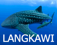 Langkawi - Whale Sharks