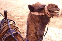 Smiling camel