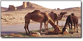 Camels